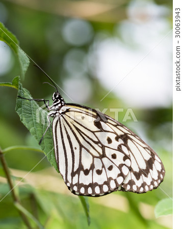 Ogomadara 30063943