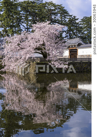Cherry tree full bloom Odawara Castle Ruins Park 30063948