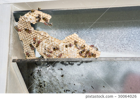 Wasp nest with wasps sitting on it. Wasps polist. 30064026