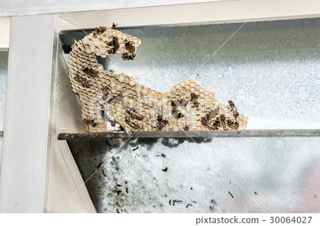 Wasp nest with wasps sitting on it. Wasps polist. 30064027