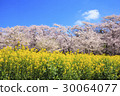 赤城南側的Senbonzakura的櫻花和油菜花Gumma Prefecture Maebashi City 30064077