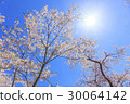 櫻花和太陽在藍天 30064142