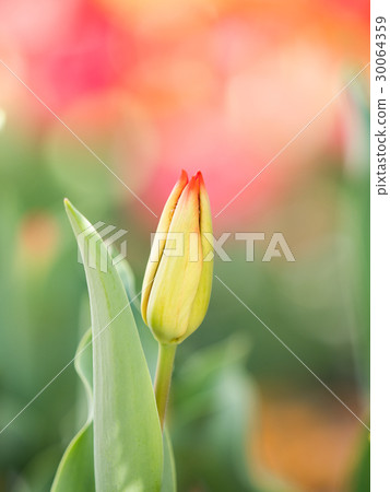 Tulip field Tulip field 30064359