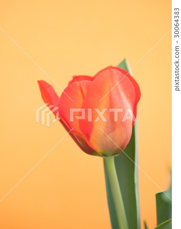 Tulip 30064383
