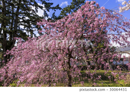 小田原城堡廢墟公園盛開的分支櫻花 30064431
