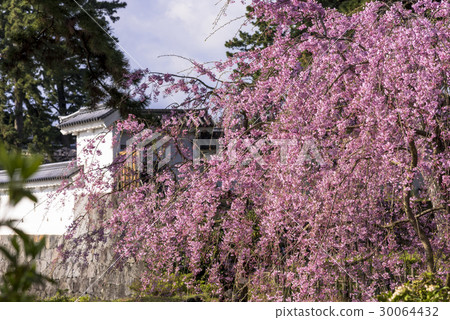 小田原城堡廢墟公園盛開的分支櫻花 30064432