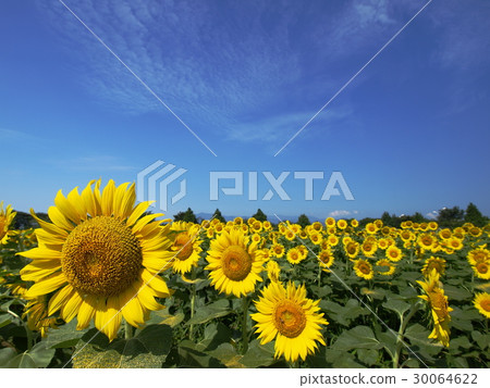 夏天的天空向日葵 夏天的天空向日葵 30064622