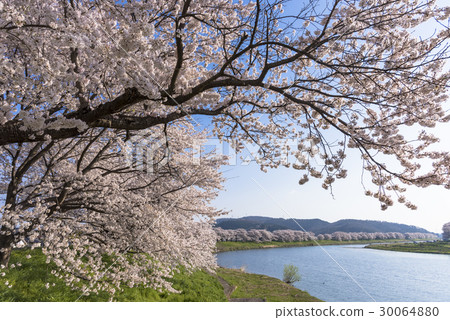 First glance at Shiraishikawa Tsutsumi Senbonzakura First glance at Shiraishikawa Tsutsumi Senbonzakura 30064880