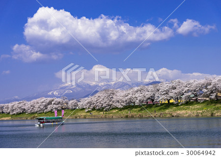 First glance at Shiraishikawa Tsutsumi Senbonzakura 30064942