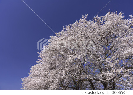 First glance at full bloom Senbonzakura 30065061