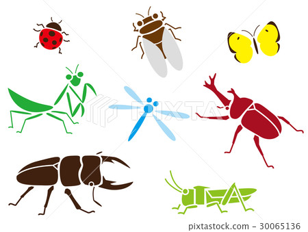 insect insect 30065136