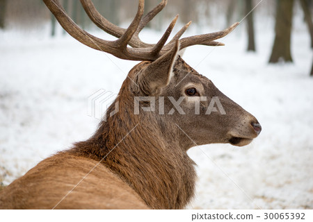 Portrait of a deer Sitting In A Forrest Portrait of a deer Sitting In A Forrest 30065392