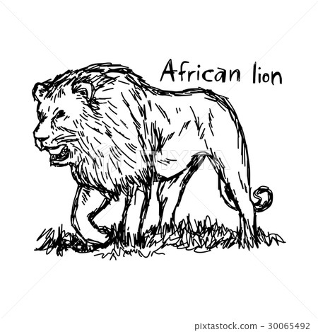 angry african lion walking - vector illustration 30065492