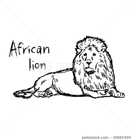 african lion lying - vector illustration sketch african lion lying - vector illustration sketch 30065494