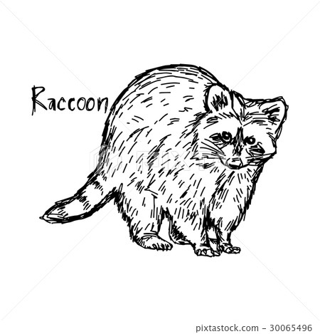 raccoon standing - vector illustration raccoon standing - vector illustration 30065496