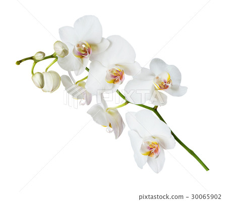 White orchid flower 30065902