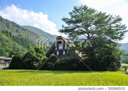 Shirakawago在早期的秋天 30066010