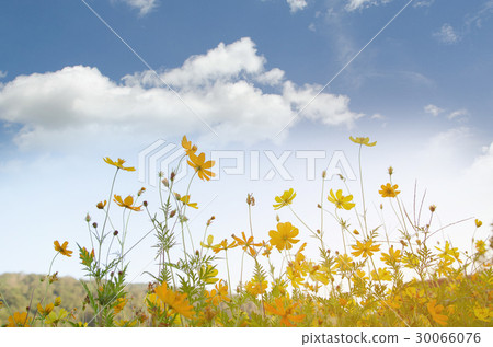 the yellow cosmos in sunshine day the yellow cosmos in sunshine day 30066076