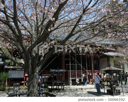 Amaiki Kannon in Sakuragawa City where the Ichiyozakura blooms (Hondo) Amaiki Kannon in Sakuragawa City where the Ichiyozakura blooms (Hondo) 30066392