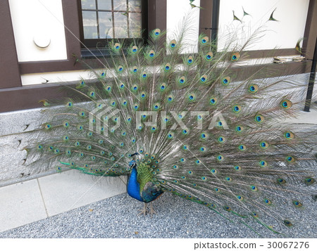 The appearance spreading feather peacock released free from raindrops in Sakuragawa-shi 30067276
