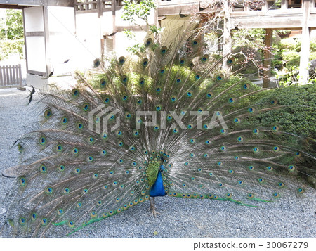 The appearance spreading feather peacock released free from raindrops in Sakuragawa-shi 30067279