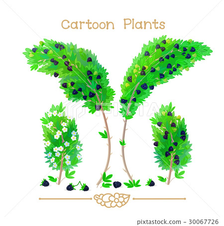 Huge bush thorn of ripen blackberry. Huge bush thorn of ripen blackberry. 30067726