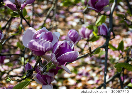 Bloomy magnolia tree big pink flowers blossom 30067740