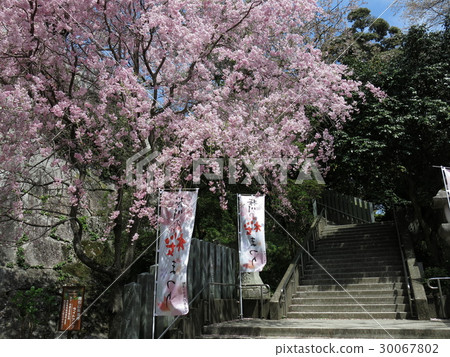 Kanabane Kannon in Sakuragawa City where weeping cherry trees bloom Kanabane Kannon in Sakuragawa City where weeping cherry trees bloom 30067802