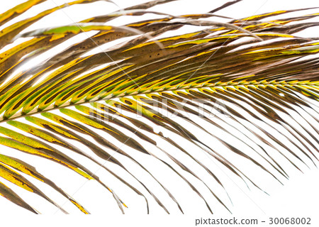 Palm leaf isolated on white Palm leaf isolated on white 30068002