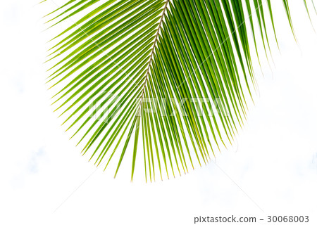 Palm leaf isolated on white Palm leaf isolated on white 30068003