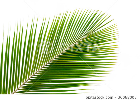 Palm leaf isolated on white 30068005