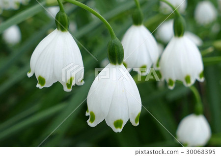 雪花 雪花 30068395