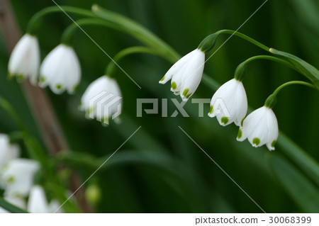 雪花 雪花 30068399