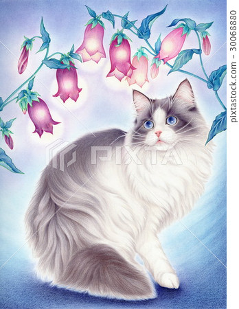 螢火蟲刷子和貓 30068880