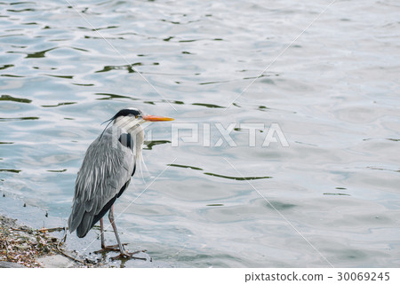 灰鷺 30069245