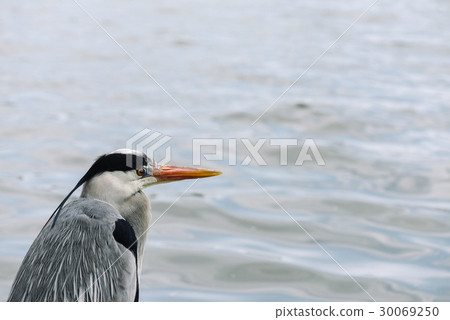 灰鷺 30069250