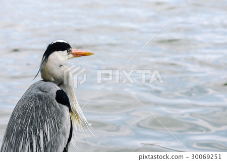 灰鷺 30069251