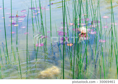 Waterlily in Ariel Sharon park , Israel Waterlily in Ariel Sharon park , Israel 30069461