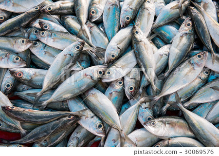 Fish catch from the Indian Ocean 30069576