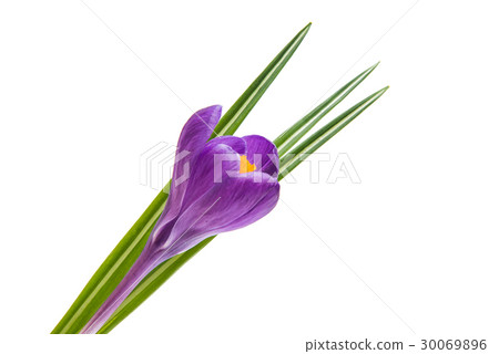 purple crocuses isolated purple crocuses isolated 30069896