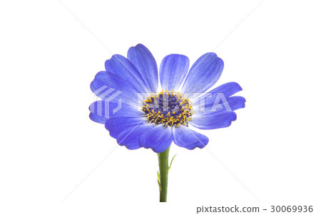 blue cineraria isolated blue cineraria isolated 30069936