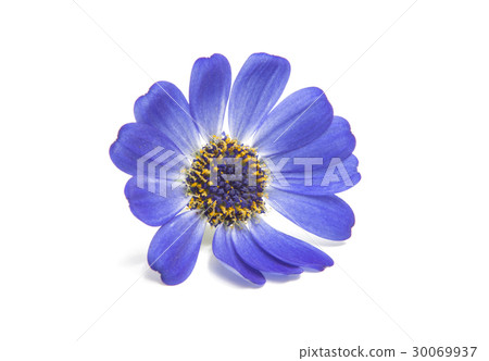 blue cineraria isolated blue cineraria isolated 30069937