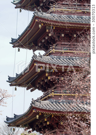 Old Kanonaga 5-storied tower, season of cherry blossoms Old Kanonaga 5-storied tower, season of cherry blossoms 30070313