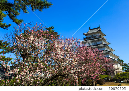 Shimabara Castle Plum Blossoms 30070505