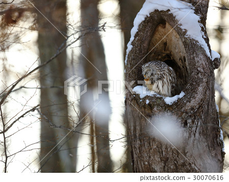 Erotik owl