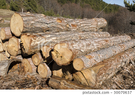 Stack dry trees of coniferous timber in a mountain 30070637