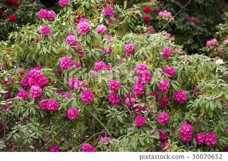Rhododendron flower 30070652