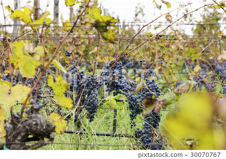 Grapes in a rowin a vineyard 30070767