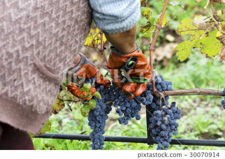 Labor in a vineyard Labor in a vineyard 30070914
