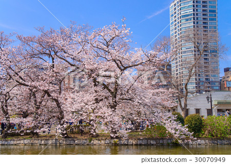 Ueno Onsen Park, Cherry Blossoms at Shinobazui Pond Ueno Onsen Park, Cherry Blossoms at Shinobazui Pond 30070949